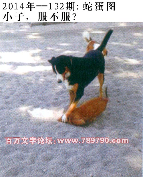 132期：玄机图/悟入其图/七星图/好图乐翻天/藏宝图/八仙过海/发财玄机图/跑狗图/蛇蛋图/彩民提供